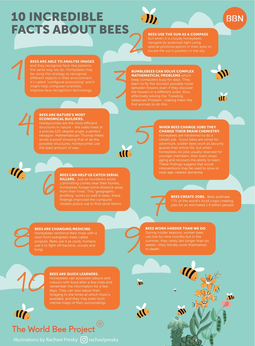 The World Bee Project CIC tweet media