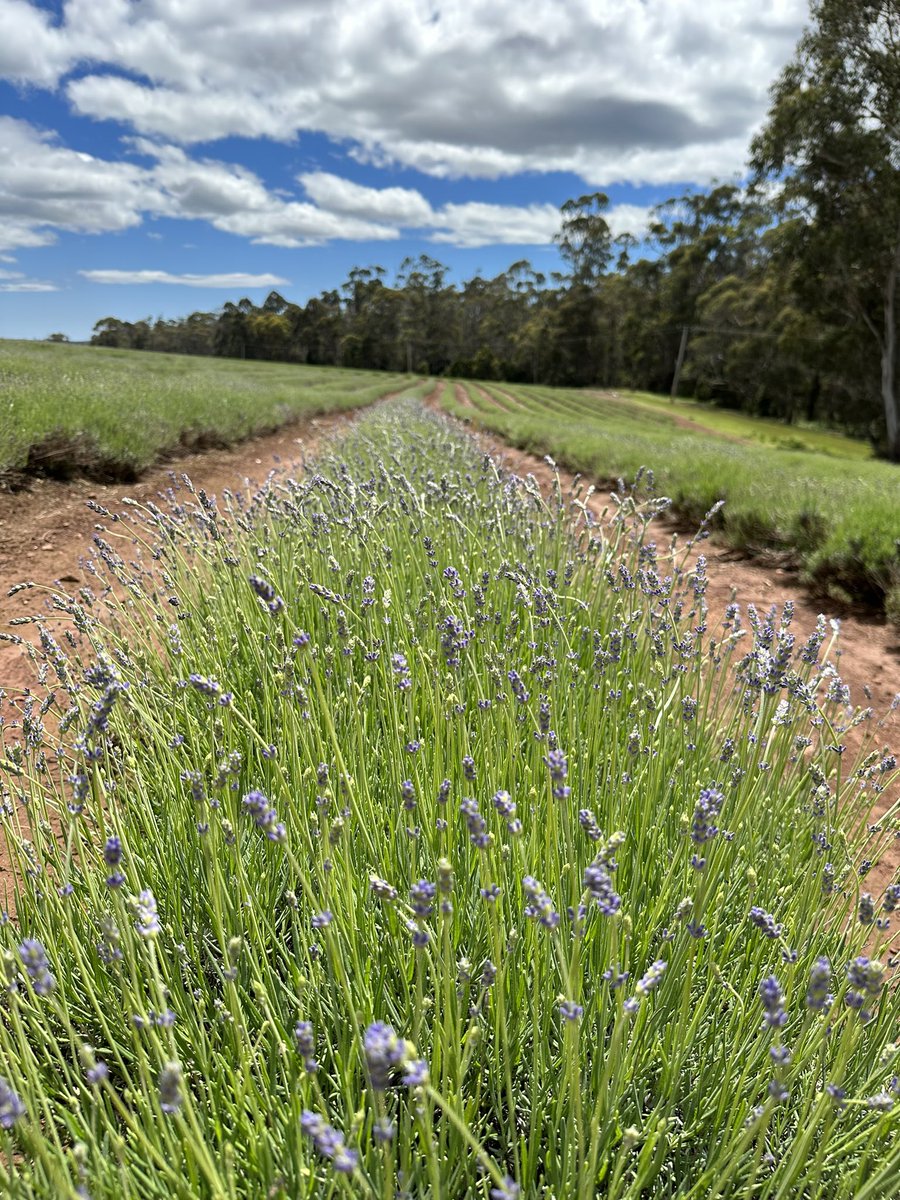 Look! New season blooms.
A sneak peak of what’s happening with our plants <a href="/MonteBovill/">Monte Bovill</a> #lavender #lavenderflower #lavenderfarm #bridestowe #smelltheflower #smellthelavender