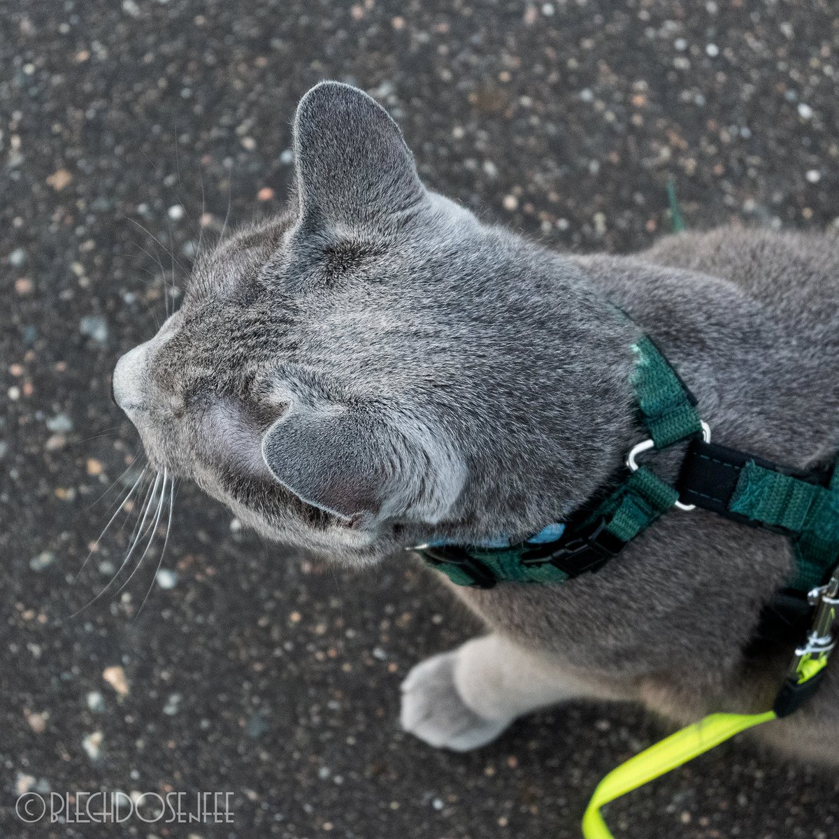 blechdosenfee's tweet photo. I'm ready for the weekend. #kostjacat #CatsOfTwitter #catoftwitter #ready #Katze #catontwitter #cats #catlover #Cat #catcontent #justacat https://t.co/Vh9fkWO9Cp