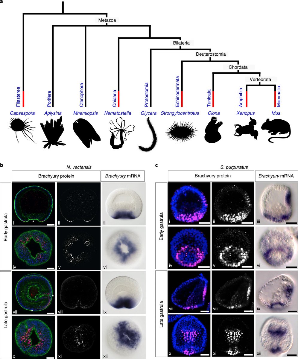 An ancestral Wnt–Brachyury feedback loop in axial patterning and recruitment of mesoderm-determining target genes rdcu.be/cZWhD
