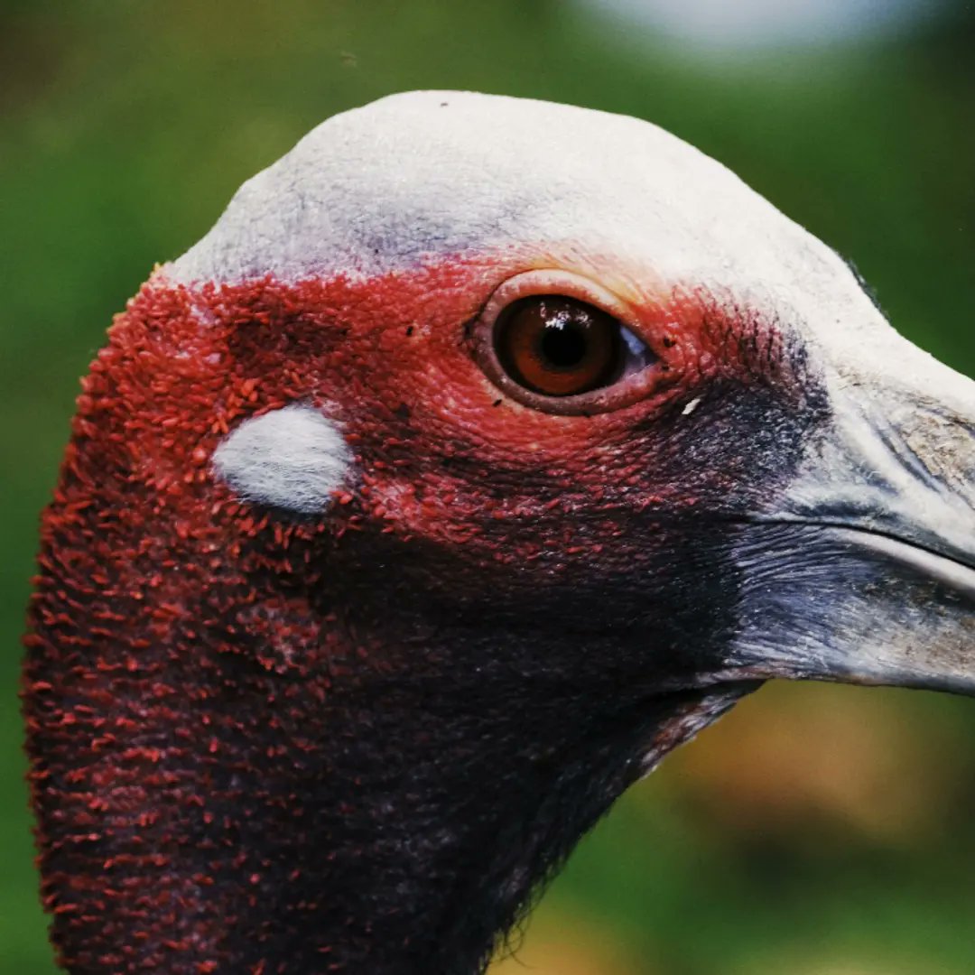 farfromitall's tweet photo. An awesome week in #SiemReap shooting a story on 
#TheCollectiveGood 
an alliance of social enterprises, NGOs &amp; businesses giving back to the Khmer community.
This guy is from ACCB Reserve.
@farfromitall
#endangeredspecies 
#travel #socialenterprises
https://t.co/Q6v5nWE6SX… https://t.co/FAD9o01erx