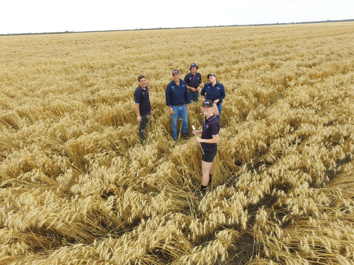 Happy National Ag day from the F&amp;G Agronomy Team (minus <a href="/GMcMeikan/">Giles</a> &amp; <a href="/SamAgroFethers/">Sam Fetherstonhaugh</a> ) 
This was us yesterday having a whale of a time counting ryegrass panicles in lodging wheat.