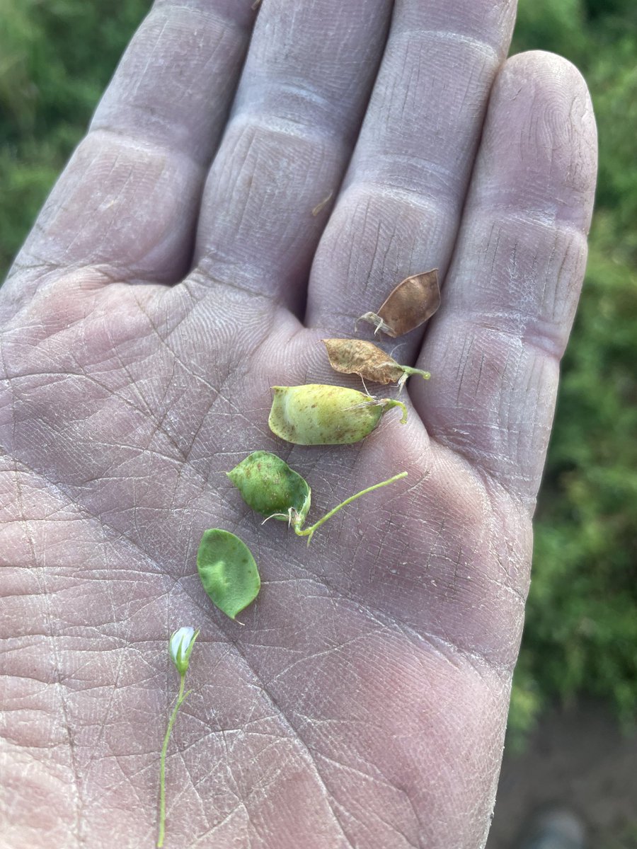 MeranGroveFarms's tweet photo. Trying to work out when to desiccate my #lentil #crop. All picked in the same spot at the same time. 🤷🏻‍♂️ https://t.co/0ydAtDVyeU