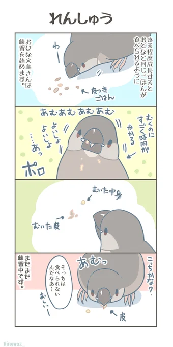 すこしずつおべんきょう中。

#Javasparrow #Buncho #文鳥 