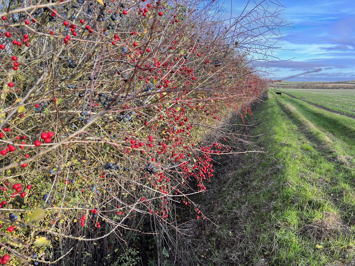Reason we save almost all our hedge cutting for February number 1: