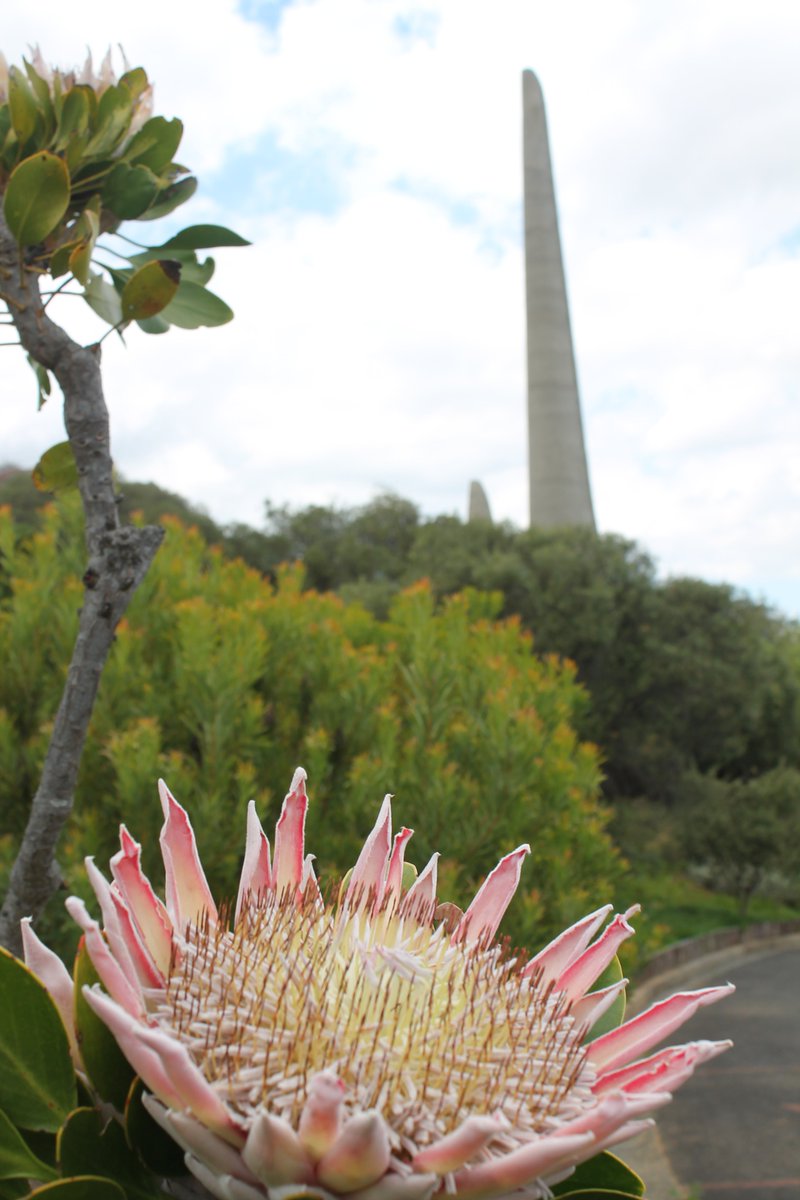 taalmonument's tweet photo. #Koningsproteas floreer in #Taalmonument se #tuine 
Sewe koningsproteas (Protea cynaroides) pronk tans in die tuine van die Taalmonument. Dis een van die redes waarom hierdie instelling ŉ gewilde kuierplek in veral die somer is. #Kuier #Paarlberg
https://t.co/udqOnxZoSG https://t.co/zepjjB3rDf