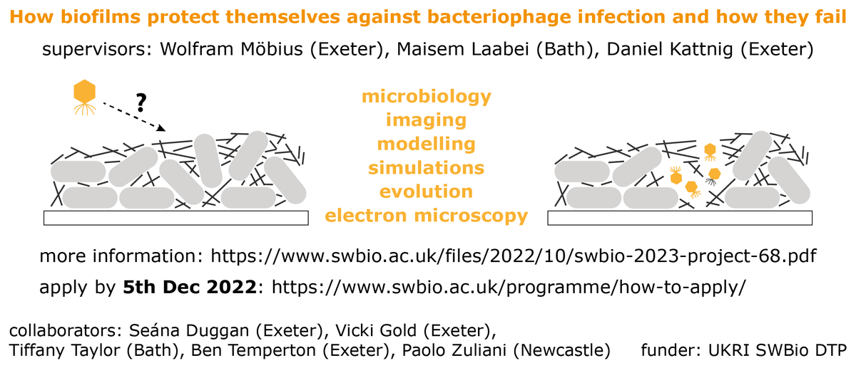 WolframMoebius's tweet photo. Two and a half weeks left to apply for PhD studentship on phage and biofilms at @LSI_Exeter, @UoE_Physics and @LifeScienceBath. The science: We need a better understanding of how biofilms are protected against phages and how this protection fails: 1/4 https://t.co/Hep3x28UzL