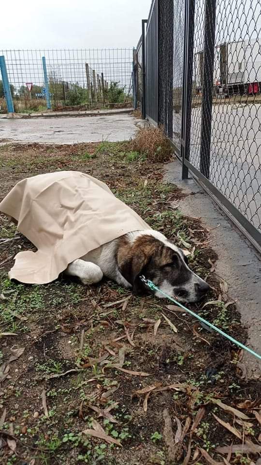 silvia mensegar tweet media