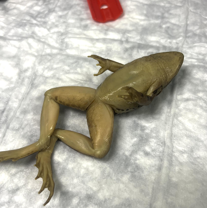 DenisecWright's tweet photo. #Frogdissection before break. Kids are loving it. #handsonllearning #science #STEM #fun #labs #lifescience #biology #teachertwitter https://t.co/a1KeZkJOsL