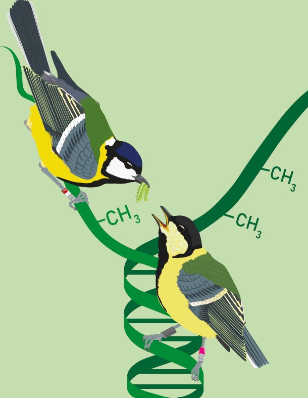 Interested in #ornithology & #genetics?

Then #EOU2023 has a symposium for you:

“Avian ecological #epigenetics: position, pitfalls, & promises” w/ @BerniceSepers & @rebeccas_chen

Submit your abstract before 15 Jan 2023. Join us!

eou2023.event.lu.se/programme/symp…
