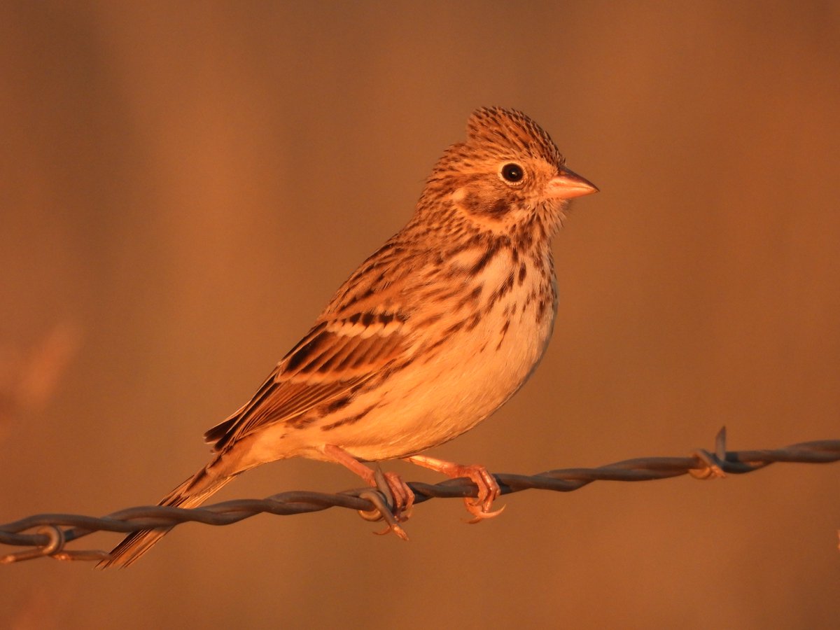 beasts_flowers's tweet photo. Vesper Sparrow (Pooecetes gramineus) at vespers. Mason county, TX. November 2022. 
#BirdsSeenIn2022 #TwitterNatureCommunity #birding #birdwatching #BirdTwitter https://t.co/IzzIRwHi8Y