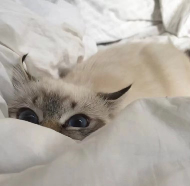 I was watching you quietly👀