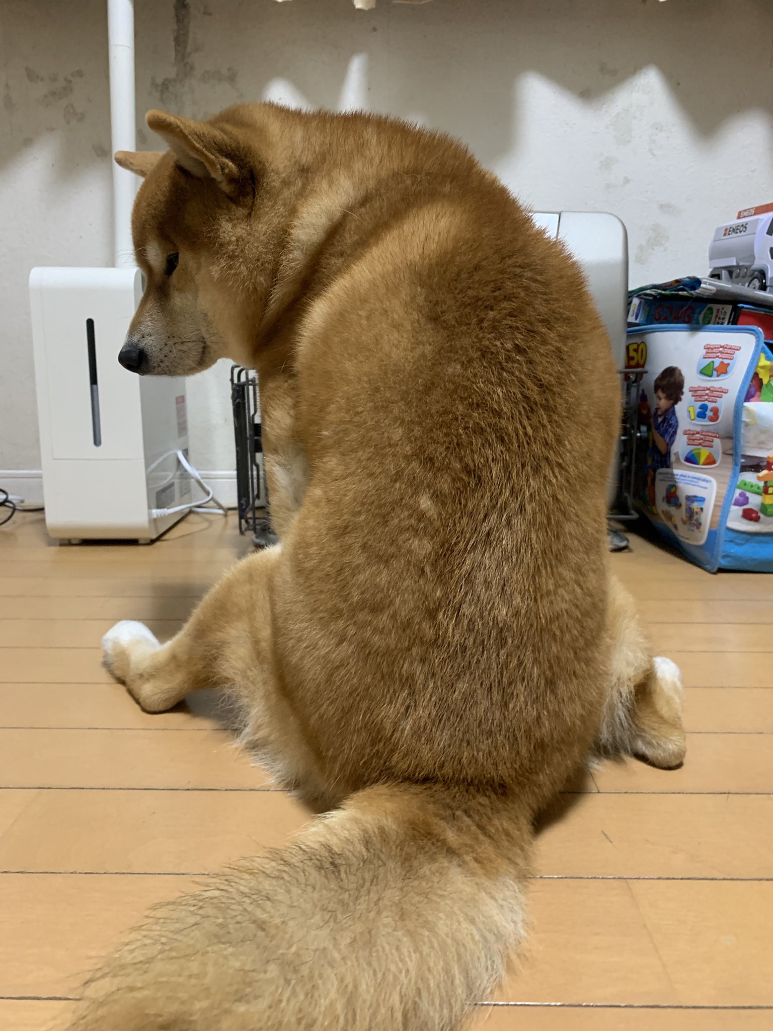 こたろうくん Kotaro Chang Twitter