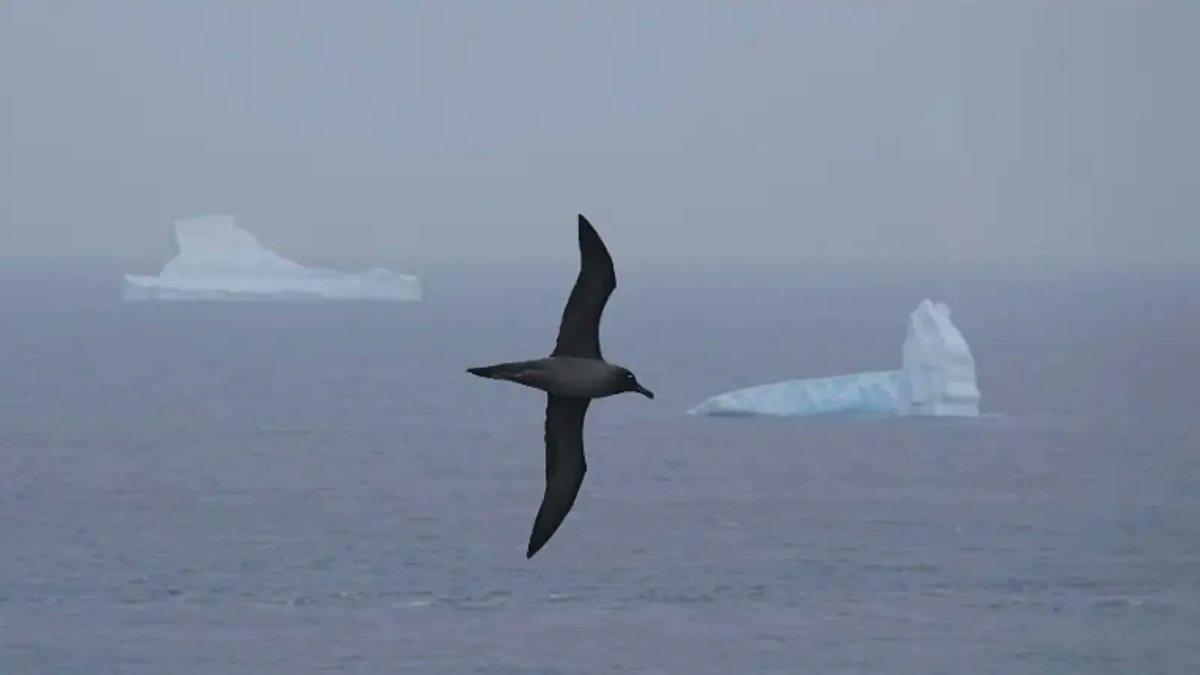 In the last few weeks, the team spotted the first Light-mantled albatrosses returning to Bird Island to reunite with their mate. They will lay their eggs this month, but they won’t hatch until late December to early January. #AlbatrossStories 📸: Erin Taylor