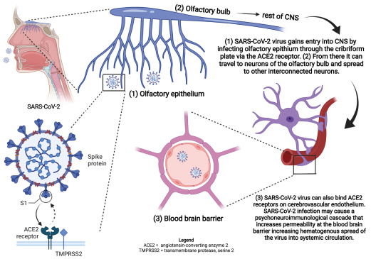 mera_cordero's tweet photo. Existe una disfunción de la neurotransmisión posterior y pérdida de células neuronales que da como resultado síntomas neurológicos y neuropsiquiátricos. #covidpersistente 
https://t.co/jNS1kpQgcK https://t.co/aJfFedooTg
