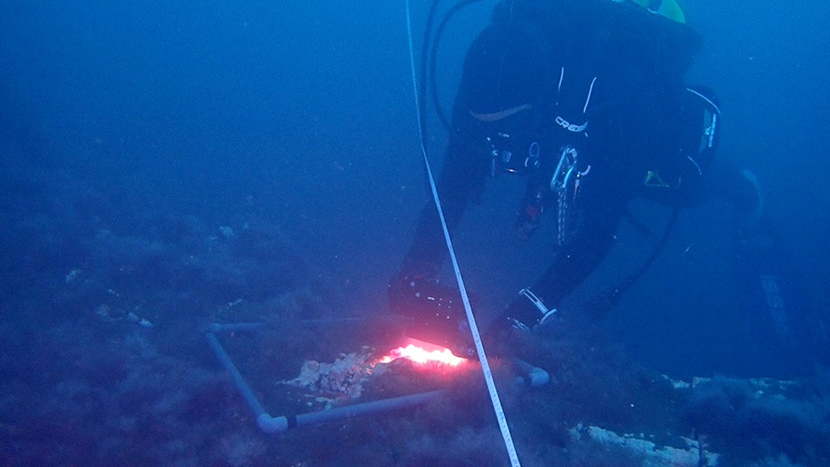 CSIC's tweet photo. Una campaña de buceo en la colada del volcán de La Palma culmina un año de evaluación de la salud de los hábitats marinos. Un equipo de más de 50 científicos del @IEOoceanografia han realizado más de 1.200 inmersiones en los últimos 12 meses.
▶️https://t.co/zUGr9EIdvj https://t.co/T3Uk0m6u5Y