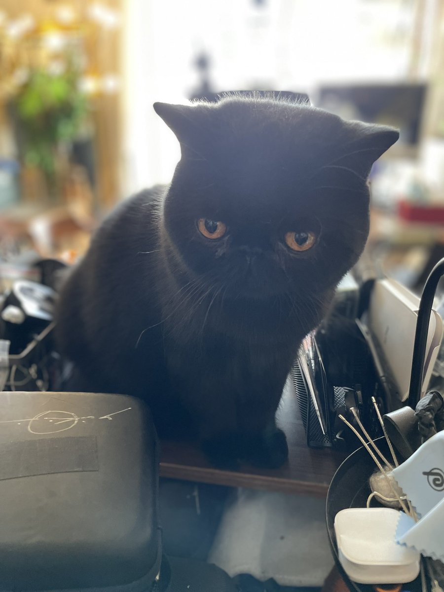 おちあいよういちのねこ on X