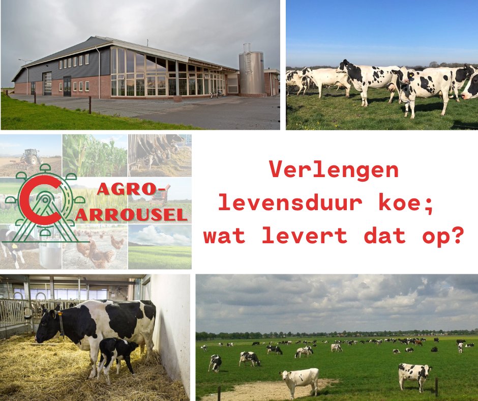 LEVENSDUURVERLENGING KOE; WAT IS DE IMPACT OP DE KOE EN JOUW BEDRIJF? | Daarover gaat de Agro-Carrouselbijeenkomst op woensdag 30 november bij melkveebedrijf Vetker Grevelman VOF in Lutten. 
Deelname is gratis. Info en aanmelden 👉🏼: bit.ly/3FKZ6mz.