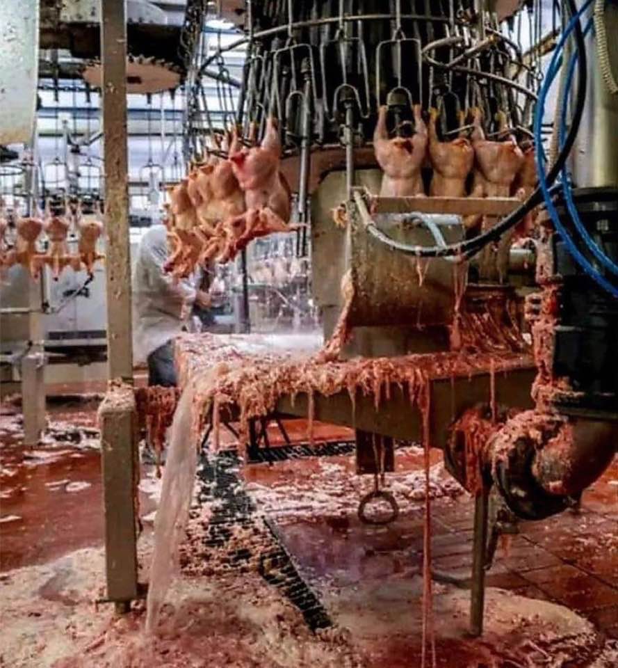 Turkey slaughtering house.