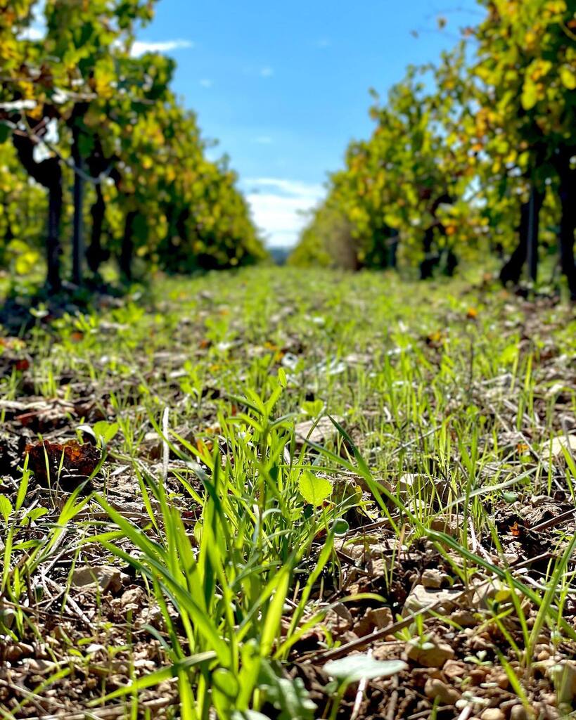 Château d'Anglès tweet media