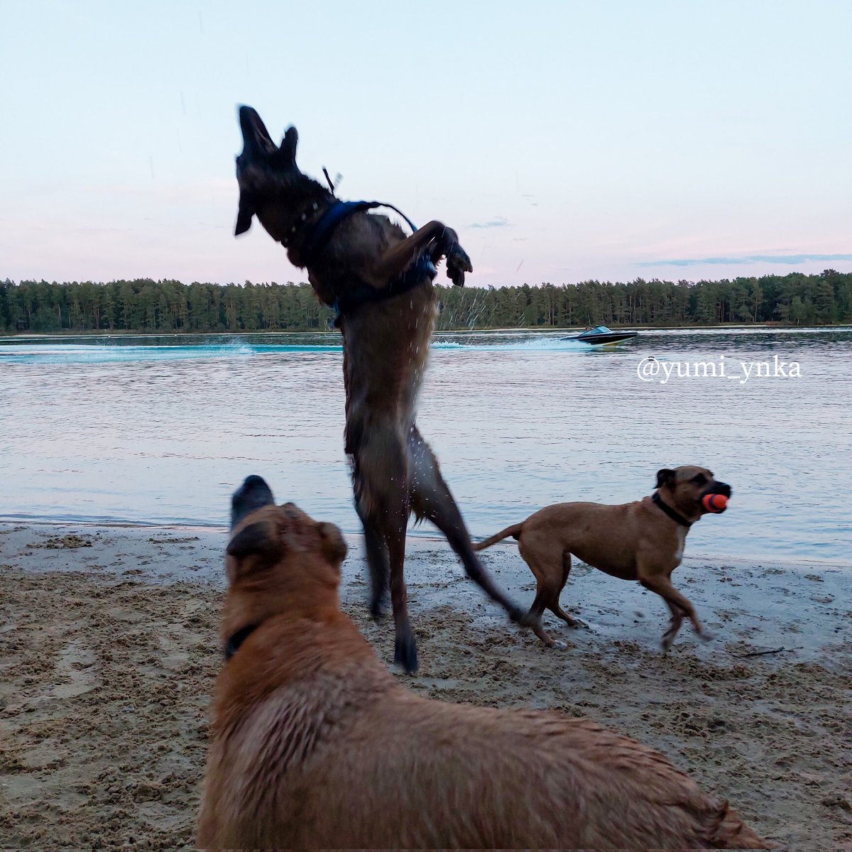 kelly_zaya's tweet photo. @elonmusk This is what #sharkjumping looks like Elon https://t.co/uGNDyo8myM