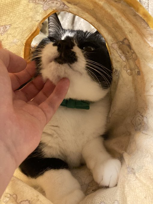 モチられてんこ、BIG LOVE… 