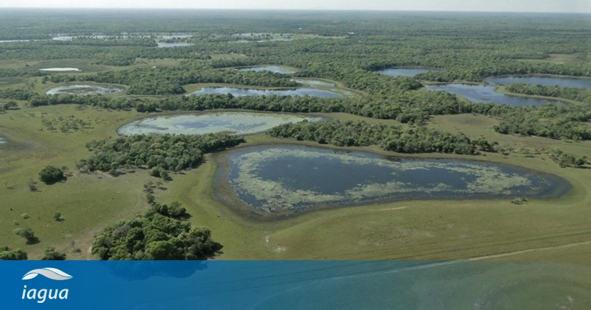 La crisis climática y la presión antrópica están llevando al Pantanal al desequilibrio dlvr.it/SczD4D