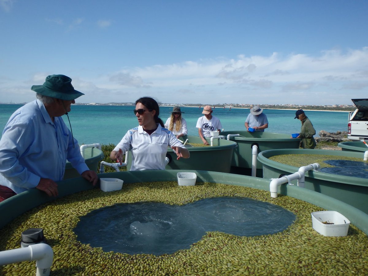 CoralEMU's tweet photo. In only one day, we collected 80,000 #Posidonia fruit for Cockburn Sound restoration. The #seedsforsnapper project will significantly contribute to #seagrass #recovery in the area and is an excellent platform to execute #CitizenScience. You can join too! ๐ฑ @ozfishunlimited https://t.co/E0nJdHkL7v