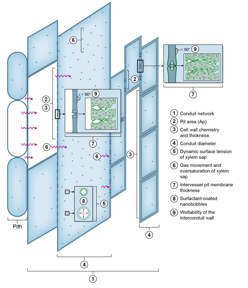 Frederic Lens (@frederic_lens) on Twitter photo 📢 Tansley Review paper officially published and open access: Functional xylem characteristics associated with drought-induced embolism in angiosperms
<a href="/LeidenBiology/">LeidenBiology</a> @Naturalis_Sci <a href="/PlantLabUlm/">Jansen Lab</a> @SDelzon @GiovanniBortol3 <a href="/brodersen_lab/">Brodersen Lab</a>
<a href="/NewPhyt/">New Phytologist</a>
nph.onlinelibrary.wiley.com/doi/10.1111/np… 📢 Tansley Review paper officially published and open access: Functional xylem characteristics associated with drought-induced embolism in angiosperms
<a href="/LeidenBiology/">LeidenBiology</a> @Naturalis_Sci <a href="/PlantLabUlm/">Jansen Lab</a> @SDelzon @GiovanniBortol3 <a href="/brodersen_lab/">Brodersen Lab</a>
<a href="/NewPhyt/">New Phytologist</a>
nph.onlinelibrary.wiley.com/doi/10.1111/np…