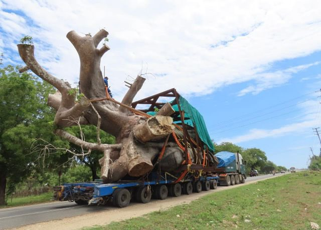 KenyaSafi254's tweet photo. Someone is  digging up and selling ancient giant baobab trees in Kilifi County.
Please @Environment_ke Stop Biopiracy #SaveOurTrees. #KenyaSafi
@KeForestService @KEFRIHQ @HonTuya @MitiAlliance @UNEP_Africa @COP27P https://t.co/YzMtVQC0f3