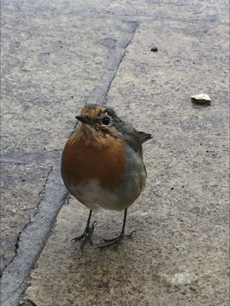 Chris Kelly tweet media