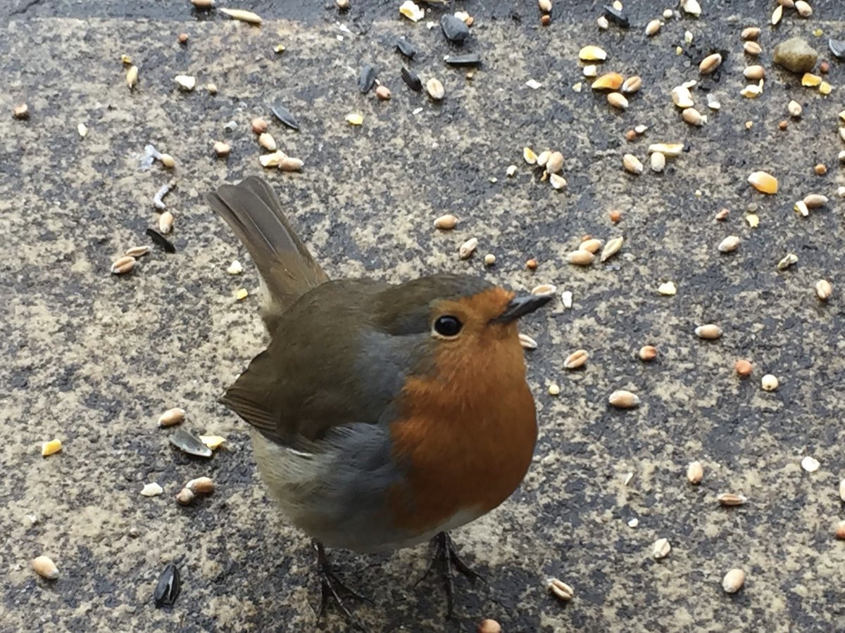 Chris Kelly tweet media