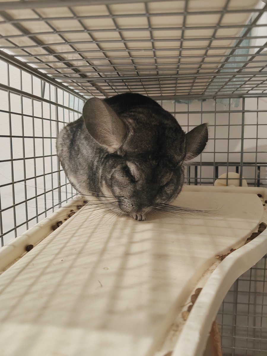 昼寝がはかどる…