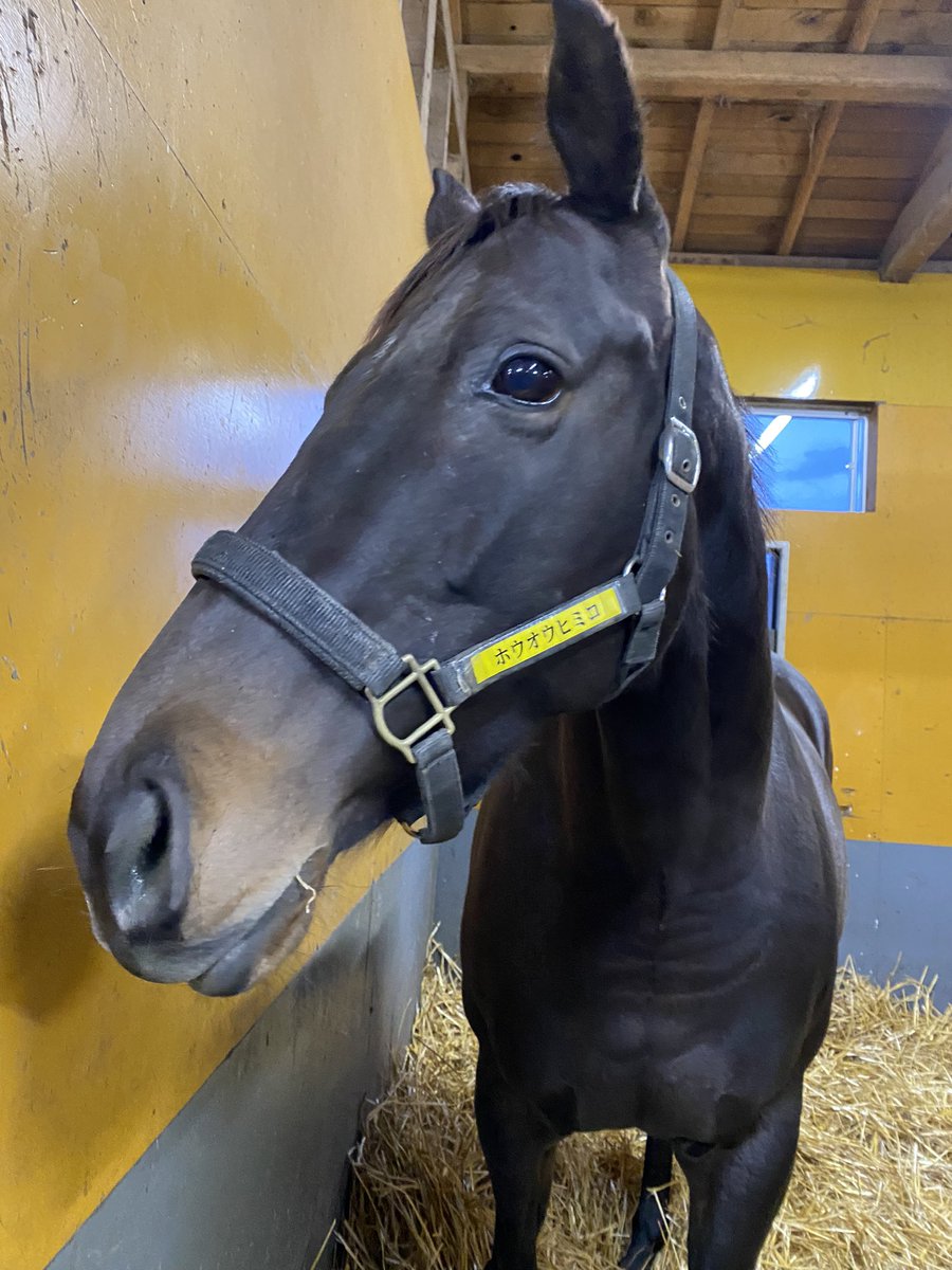 故郷に戻って来れる幸せ‥🤗💗🐴
ヒミコさん.🤗❤️
おかえりなさい.🐴😊
#ホウオウヒミコ