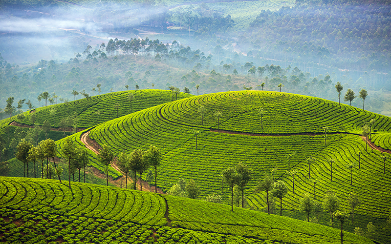 VertigoWarrior's tweet photo. 10 of the most beautiful Tea Plantations in the World

1. Munnar Tea Estates, Kerala, India https://t.co/ITWUqAUjqn
