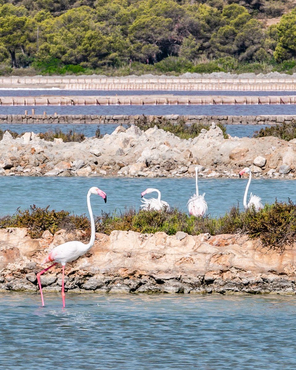 El flamenco es el ave más representativa del Parc Natural de Ses Salines d'Eivissa i Formentera. A finales de verano llegan centenares de ejemplares, muchos de ellos pasarán el invierno en los estanques. 👏🏼 #Ibiza #Eivissa #SantJosep #Flamenco