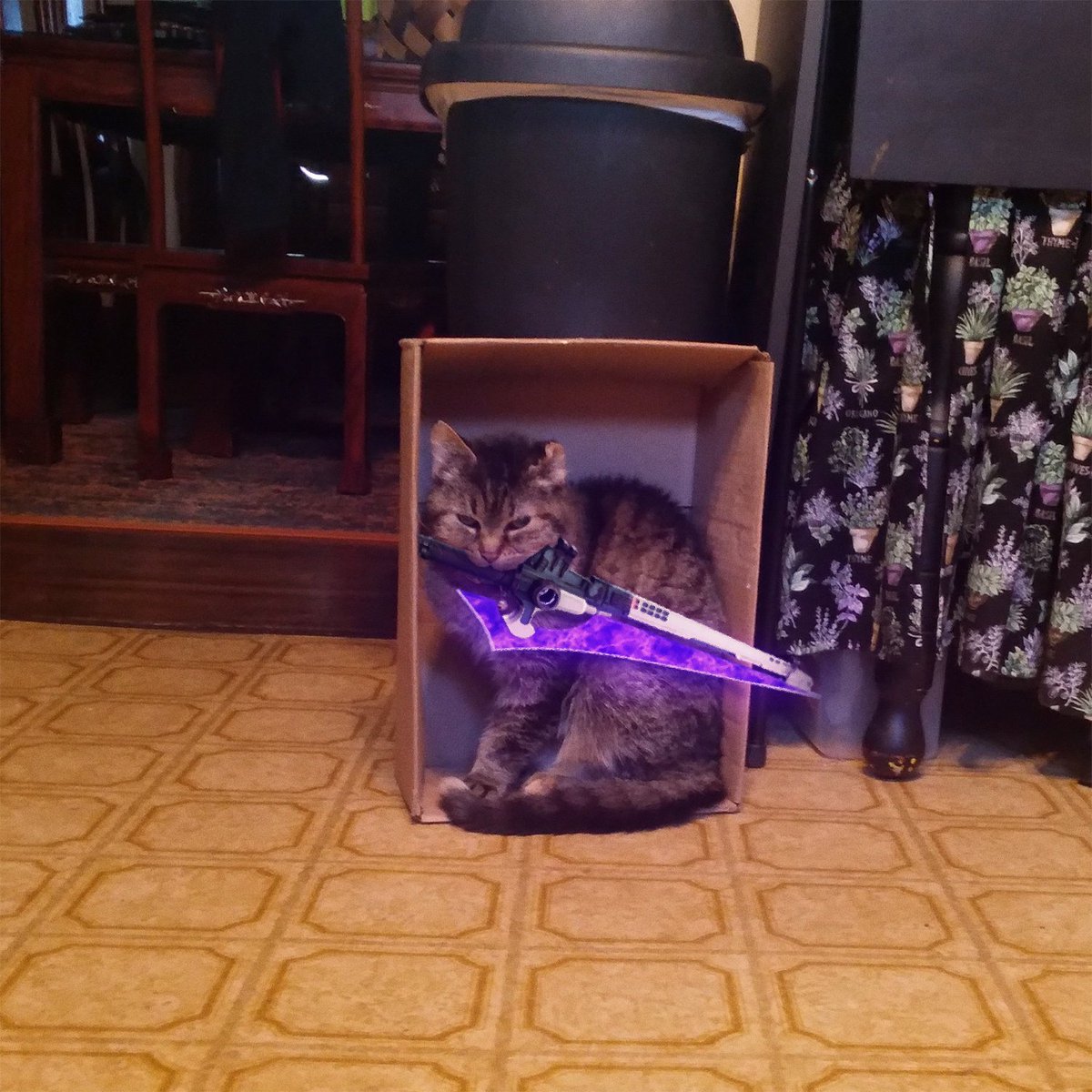 oddmb_'s tweet photo. editing the other half to cat pics everyday until I forget #70 https://t.co/YLi7MzJOnC