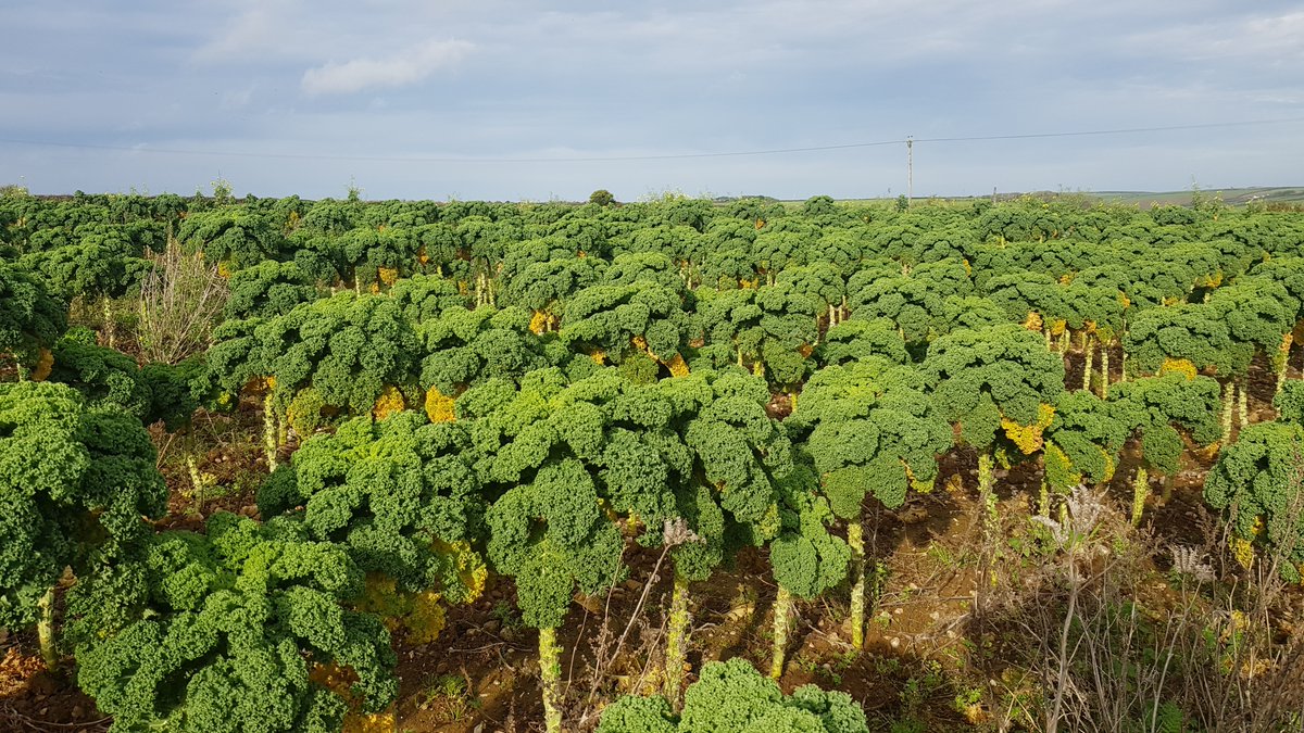 Cornwall is one of the top three places in the UK for growing brassicas (vegetables in the cabbage, broccoli, kale, etc. family). In fact, over the winter pretty much every cauliflower on supermarket shelves throughout the whole country will be from Cornwall. (1/6)