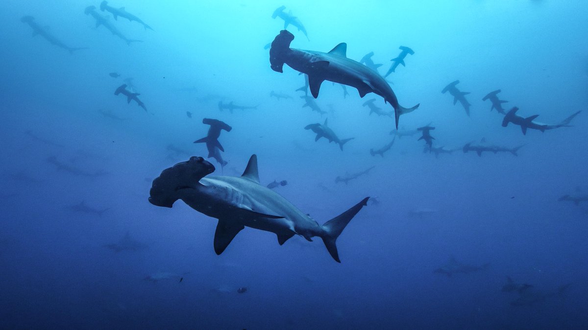Scalloped Hammerhead sharks are known for their ‘scalloped’ edged, hammer-shaped head, an indentation which is called the cephalofoil.

The cephalofoil improves their vision &amp; provides a larger area for the electroreceptors that the sharks rely upon for hunting 🐟🦑🦈