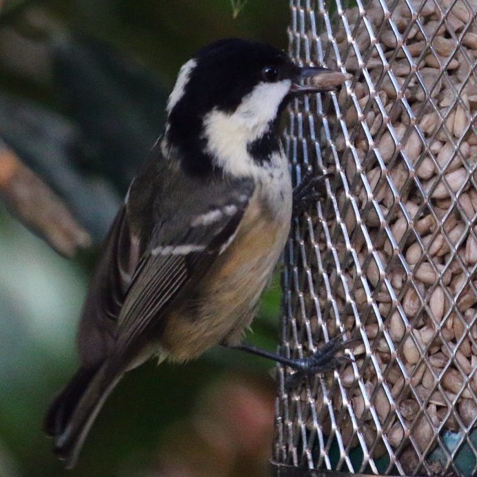 BIS #RecordOfTheWeek is a Coal Tit, Periparus ater, seen visiting a peanut feeder in Four Crosses. Thanks to Richard Bullock for the record & photo submited using #BISWired online. Share your wildlife sightings and help put wildlife on map @SEWBReC @cofnod @wwbic1 @MontWildlife
