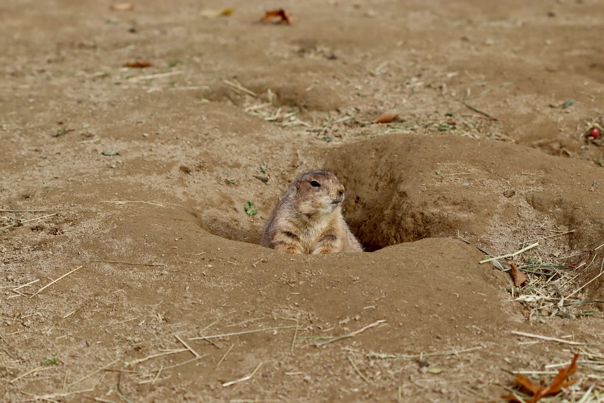 sciuridaely's tweet photo. Hey, where's everyone gone to?

Where's everyone going?

There aren't that many blue birds anymore . . .

(#prariedogs are ground #squirrels!)

#fightlikeasquirrel #SquirrelStrong 🐿️💪#SaveGreySquirrelUK https://t.co/8913FFibI0
