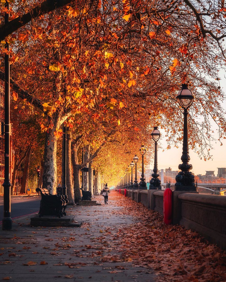 Perfect autumn moments along Chelsea Embankment🍂 [📸 @ottoberkeley] #LetsDoLondon #VisitLondon bit.ly/3gbjliS
