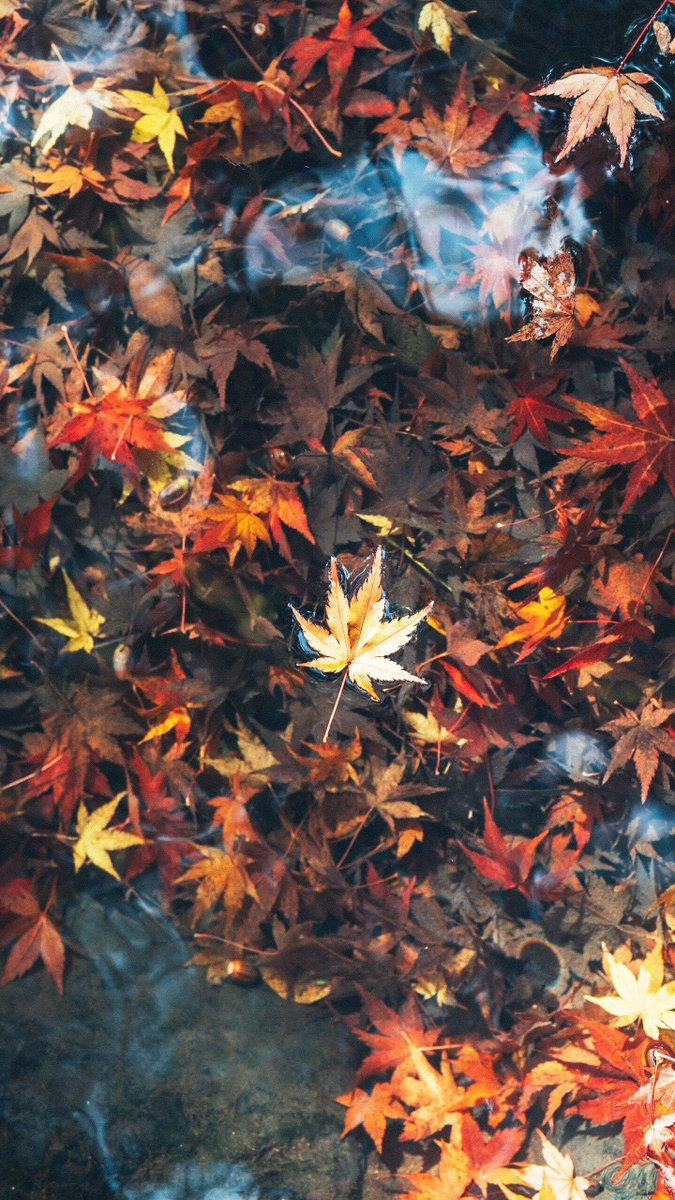 curbonjp's tweet photo. ／
プレゼントキャンペーンのお知らせ📣
紅葉写真🍁にぴったりなLrプリセット！
＼
いよいよ秋本番！
秋の撮影が楽しんでいただけるオリジナルLrプリセットを無料で配布します🎁

このツイートをいいね＆RTでキャンペーン応募完了、後日DMでプリセットデータをご送付します。
是非ご参加ください！✨→ https://t.co/SN5mU0g1Pj