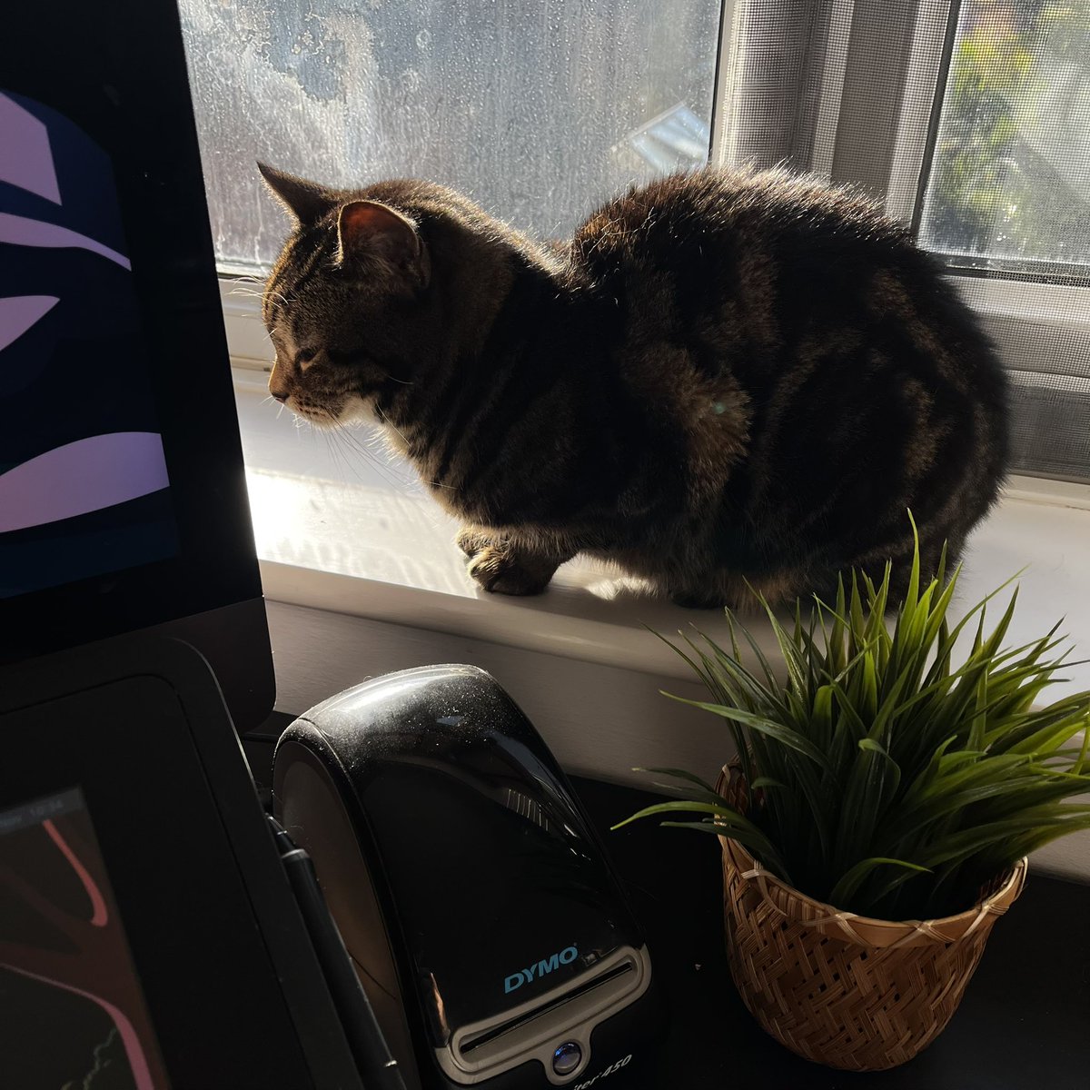 ChristineWilde's tweet photo. Biscuit is the best heat seeking kitty. I don’t know how she always manages to find the only sun spot in the house. 😻 https://t.co/79kiaaMCFb