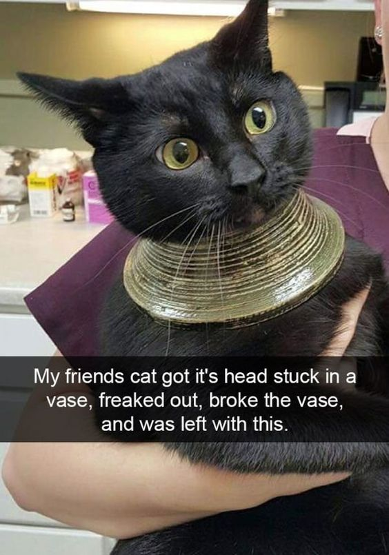 RattikusMaximus's tweet photo. Ancient Egyptian cat portrayed wearing a "necklace" suddenly makes a lot more sense now. #ancientmeme https://t.co/ooctR1Cluk