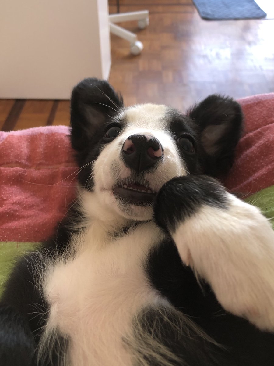 yasminmatiaas_'s tweet image. a melhor foto de Shiva até agora 🤍