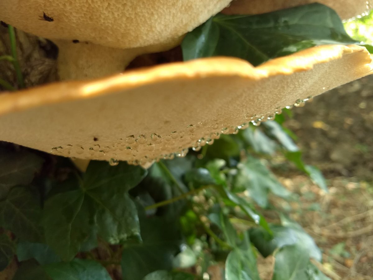 Een oude foto die ik nam in een bosplansoen in Vlaardingen #zadelzwam #buitenwerken