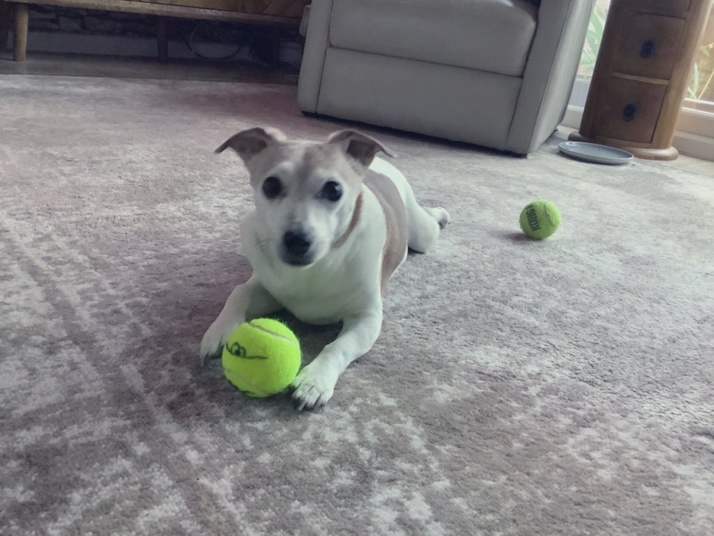 PussPussTopCat's tweet photo. If we are to end ..then let’s go out with a bang … like, follow, share and I’ll pick a winner if we are still here this time tomorrow to win this signed lionel tennis ball by @rickygervais 🔥🙌♥️♥️#Afterlife https://t.co/XzPWnKgP7v