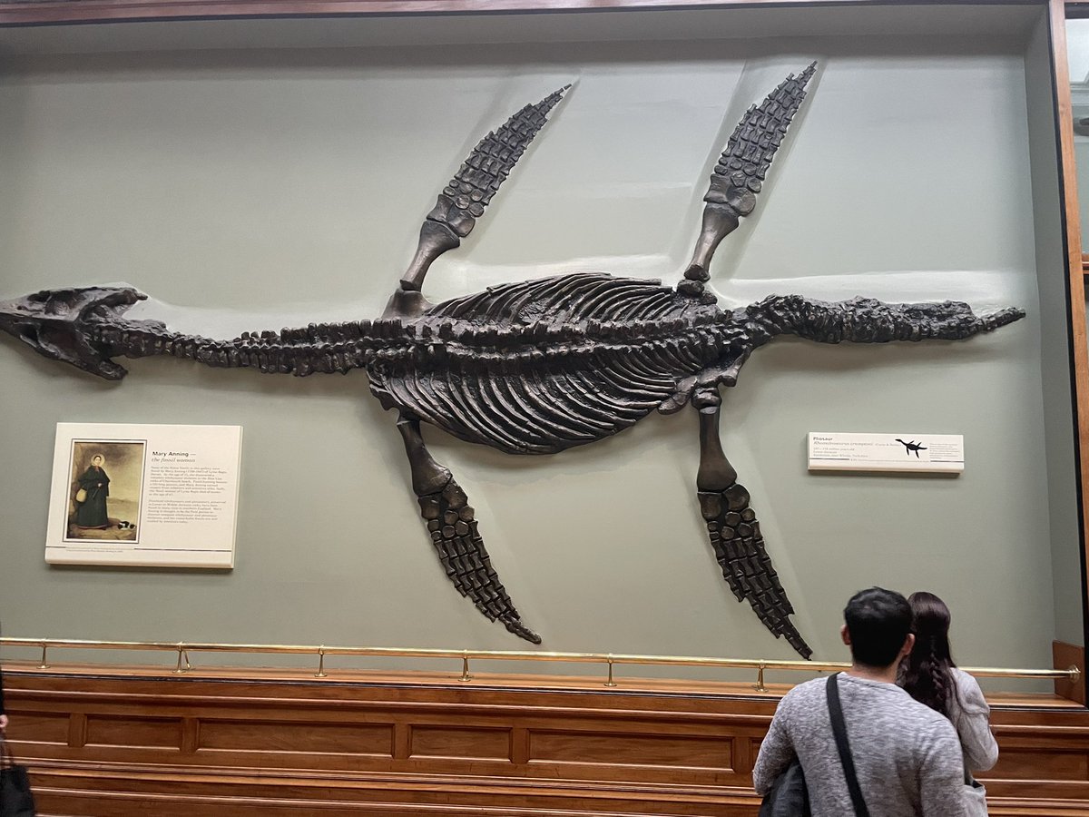 Some amazing things to draw <a href="/NHM_London/">Natural History Museum</a>