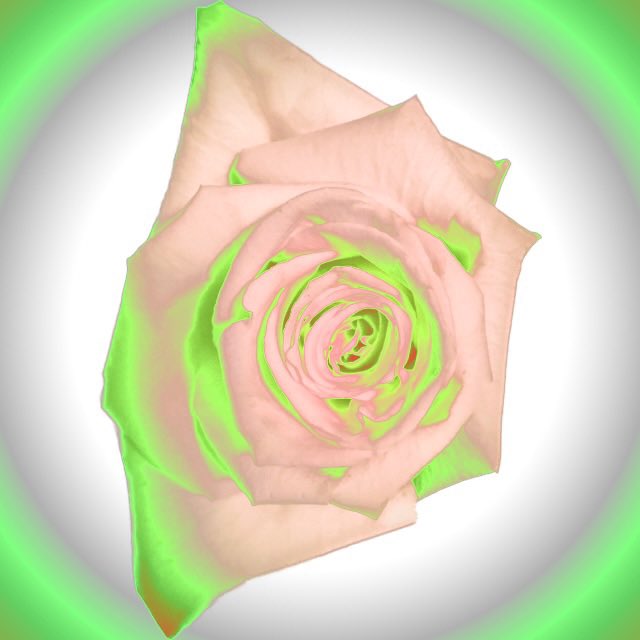sdetroy's tweet photo. Work in Progress
“Las Flores Divinas” 
Rose Response Collab 
Minting on the Full Moon Dec7 
While waiting 
https://t.co/wtz5ZM02Bv
#futuremint #Collaboration #roses #texos https://t.co/bneosSxUoi